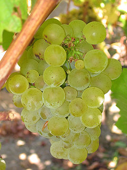 Sauvignon_blanc_grapes