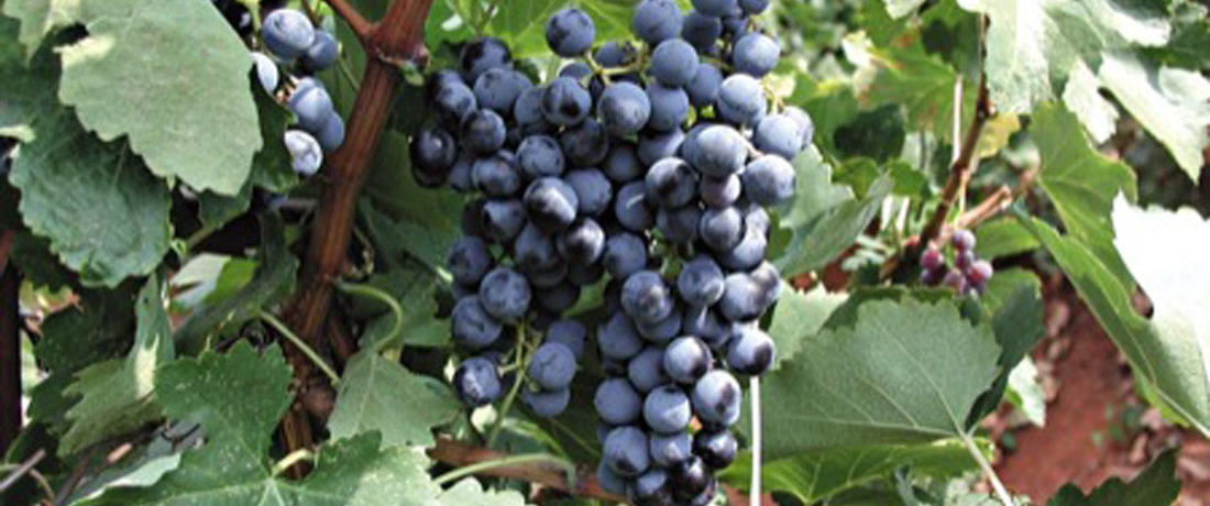 mavrodaphne-grapes